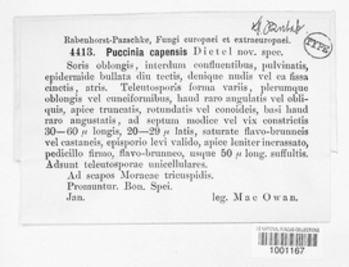 Puccinia capensis image